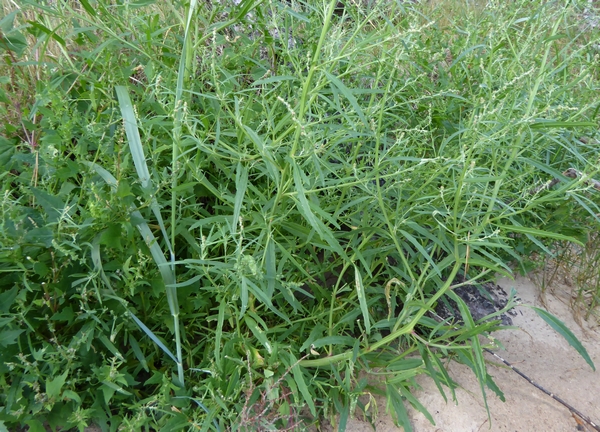 Grass leaved Orache Atriplex littoralis